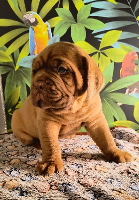 CHIOT 2